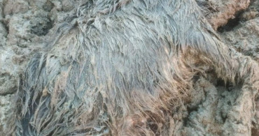 Kurt Saldırısı: Ankara'daki Çiftlikte Hayvan Telefi