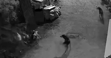 Kurtlar, Bozkurt İlçesinde Köpeği Boğdu