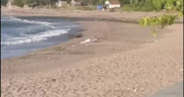 Kurucaşile'de plajda silahlı insansız hava aracı bulundu