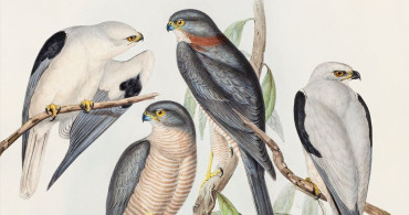 Kuş Kolektifi İlk Konserini Pera Müzesi'nde Gerçekleştiriyor