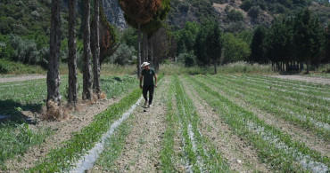Kuşadası'nda Adabahçe Yaz Hasadı Başlamak Üzere
