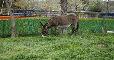 Kuşadası’nda Çamurdan Kurtarılan Eşek Koruma Altına Alındı