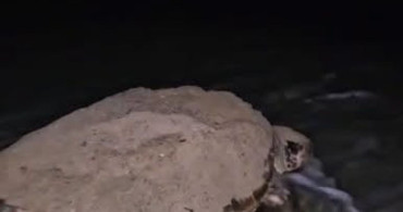 Kuşadası’nda caretta caretta heyecanı: ilk yuva koruma altına alındı