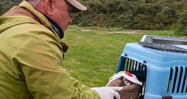 Kuşadası'nda Yaralı Şahin Doğaya Kavuştu