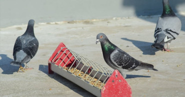 Kuşçu Çaycı İsmail Demirkol'un Posta Güvercini Başarısı