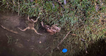 Kütahya'da 5 Bin Yıllık Kurbağa Göçü Yeniden Başladı