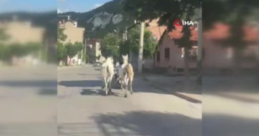 Kütahya'da atları motosikletine bağlayan vatandaşın trafiğe çıkışı görüntülendi