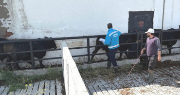 Kütahya'da İthal Besilik Danalara Sağlık Kontrolleri Yapıldı