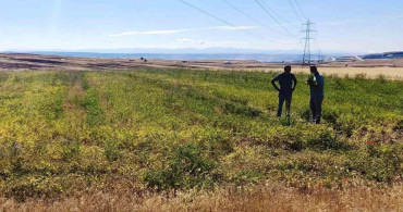 Kütahya'da nohut ve barbunya demonstrasyon alanlarında inceleme