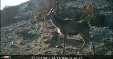 Kütahya'nın Yaban Hayatı Fotokapana Yansıdı