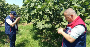 Kuyucak'ta incir üreticilerine zararlı uyarısı