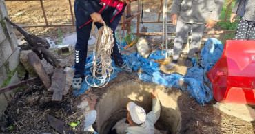 Kuyuya Düşen Buzağı Zorlu Çalışmayla Kurtarıldı