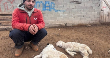 Kuzu Septisemisi Yeni Doğan Kuzuları Tehdit Ediyor