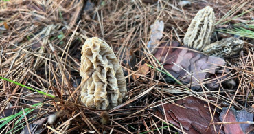 Kuzugöbeği Mantarları Kaş'ta Sezon Açtı