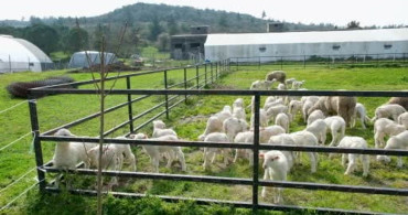 Kuzular Baharın Gelmesiyle Anne Koyunlarıyla Buluştu