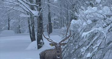 Kuzuyayla Tabiat Parkı'nda Kızıl Geyik Görüntülendi