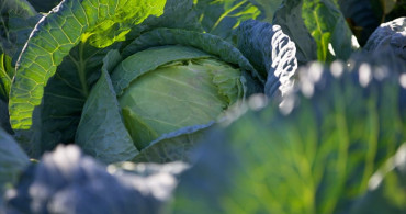 Lahana Yetiştiriciliği ile Ek Gelir Sağlayan Bilal Tozluklu