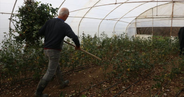 Laledere: Osmangazi'nin Dört Yüzyıllık Çiçek Geleneği