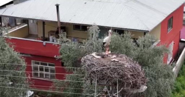 Leylekler Baharın Müjdecisi Olarak Geleneklerini Sürdürüyor