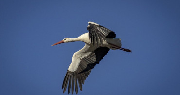 Leylekler Baharın Müjdecisi Olarak Karakaya Barajı'na Dönüyor