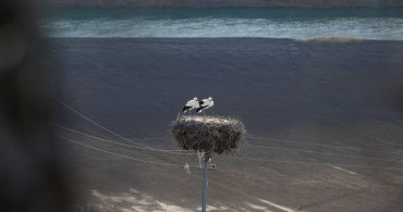 Leylekler Baharın Müjdecisi Olarak Tunceli'ye Dönüyor