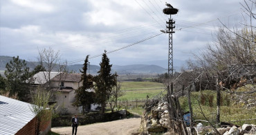 Leylekler Baharın Müjdecisi: Sinop Cuma Ovası'na Dönüş