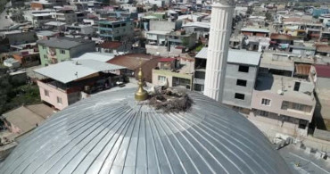 Leylekler Mahalleye Renk Katıyor