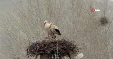 Leyleklerin İlkbahar Göçü Sivas’ta Karla Sürprizle Karşılaştı