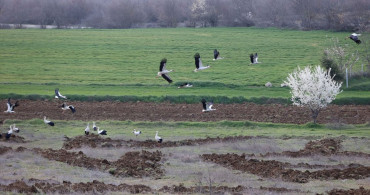 Leyleklerin Kırklareli'nde Mola Verişi