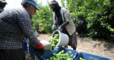 Limonda Hasada Başlandı Hedef 500 Bin Tondan Fazla İhracatın Yapılması