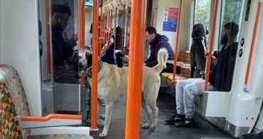 Londra metrosunda Sivas kangalı: Sosyal medyada büyük ilgi gördü