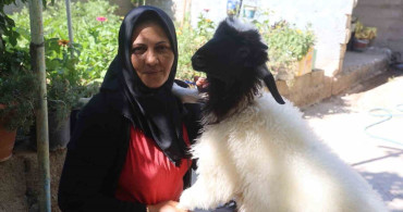 Lösemi kaybının ardından kuzu ile yeni bir arkadaşlık kurdu