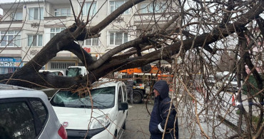 Lüleburgaz'da Fırtına Sonrası Ağaç Devrildi