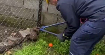 Mahsur Kalan Kirpi İtfaiye Ekipleri Tarafından Kurtarıldı