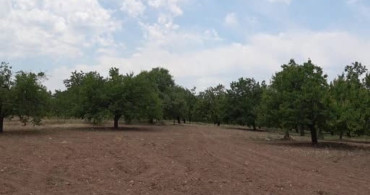 Malatya'da dut pekmezi üretimi artış gösterdi