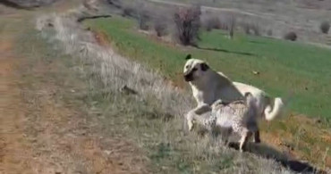 Malatya'da Vaşak ve Köpek Kavgası Görüntülendi