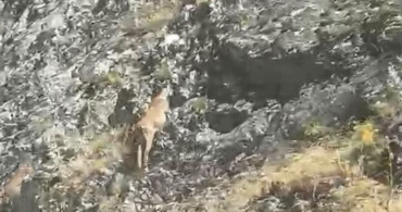 Malatya'da yaban keçileri karayolunda görüntülendi