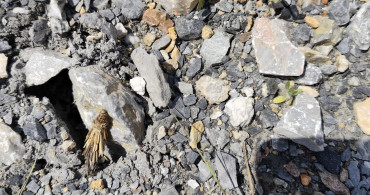 Malatya'da Yürüyüşte 'Mantolu Böcek' Keşfi