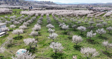Malatya'nın Kayısı Bahçeleri Baharda Renklendi