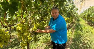 Manisa il tarım ve orman müdürü erkenci üzüm hasadını inceledi