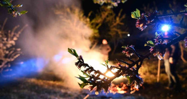 Manisa'da Badem Üreticileri Zirahi Don Tehdidiyle Mücadele Ediyor