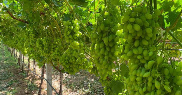 Manisa'da bağ üreticilerine sıcaklık stresi uyarısı