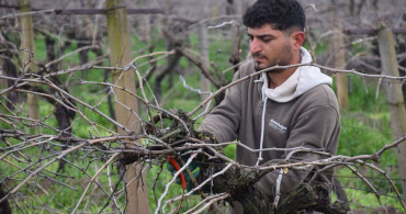 Manisa'da Üzüm Bağlarında Budama Çalışmaları Başladı