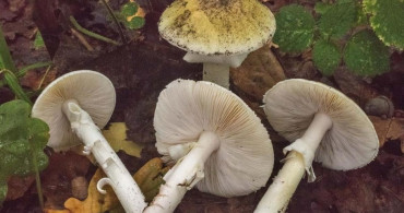 Mantar Tüketiminde Dikkat Edilmesi Gerekenler