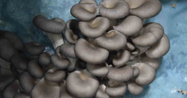 Mantar Yetiştiriciliğinde Başarı Hikayesi: Salih Günaydın