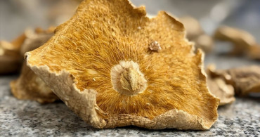 Mantar Zehirlenmelerinde Önemli Uyarı: Yanınızda Mantarı Götürün