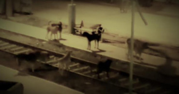 Mardin Nusaybin’de Sokak Köpeklerinin Saldırısına Uğrayan 7 Yaşındaki Çocuk Ağır Yaralandı!