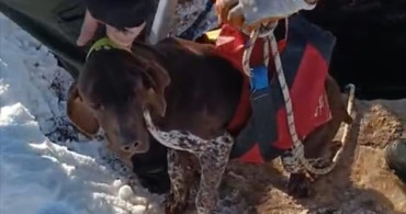 Mardin'de Düşen Köpek İtfaiye Ekipleri Tarafından Kurtarıldı