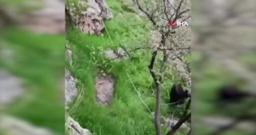 Mardin'de İtfaiye, Mahsur Kalan Keçileri Kurtardı