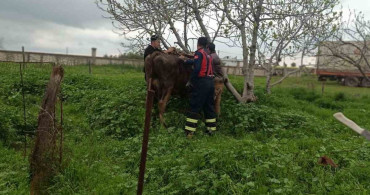 Mardin'de Kuyuya Düşen İnek Kurtarıldı
